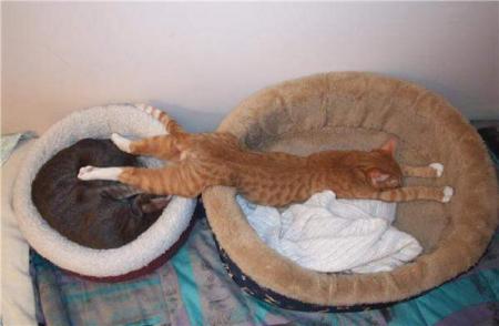 super le chat!  la détente totale!  lol